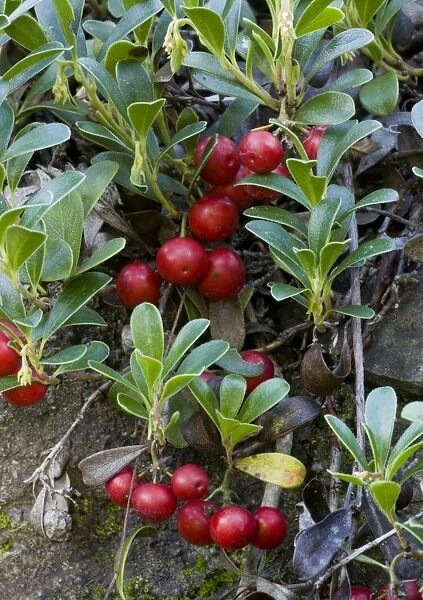 Bearberry (Arctostaphylos uva-ursi) Point St George, in fruit, growing in garden, november