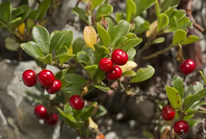 Framed Print : Bearberry (Arctostaphylos uva-ursi) in fruit, French Alps, France, August Framed Print : Bearberry (Arctostaphylos uva-ursi) in fruit, French Alps, France, August