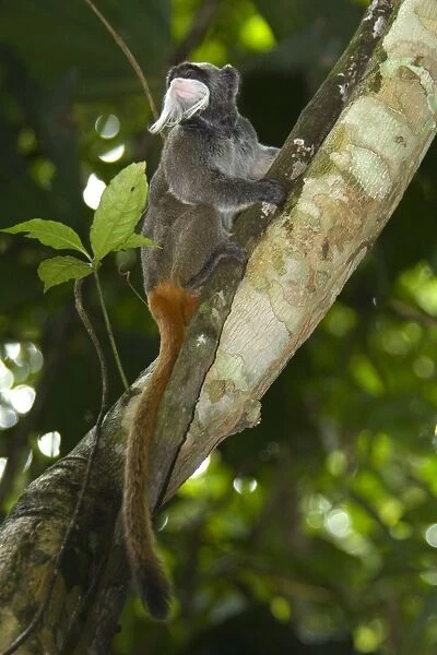 Bearded Emperor Tamarin (Saguinus imperator subgrisescens) adult, sitting in tree, Los Amigos Biological Station, Madre de Dios, Amazonia, Peru