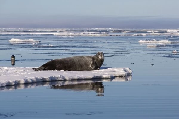 Bearded Seal (Erignathus barbatus) adult, resting on icefloe, with Harp Seal (Pagophilus groenlandicus) adult