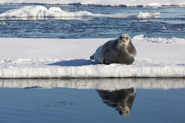 Bearded Seal (Erignathus barbatus) adult, resting on icefloe, Hinlopenstretet, Spitsbergen, Svalbard, August