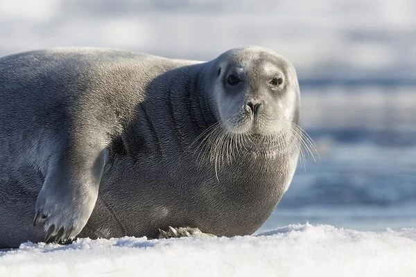 Bearded Seal (Erignathus barbatus) adult, close-up of head and front flippers, resting on icefloe, Hinlopenstretet