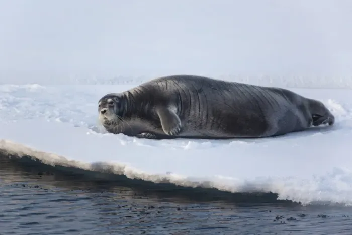 Framed Print : Bearded Seal (Erignathus barbatus) adult, resting on icefloe, Hinlopenstretet, Spitsbergen, Svalbard, August