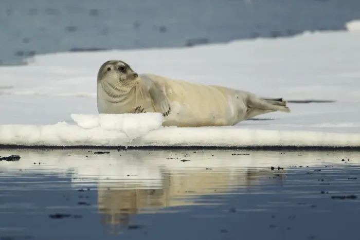 Framed Print : Bearded Seal (Erignathus barbatus) adult, resting on floating pack ice, Svalbard Framed Print : Bearded Seal (Erignathus barbatus) adult, resting on floating pack ice, Svalbard
