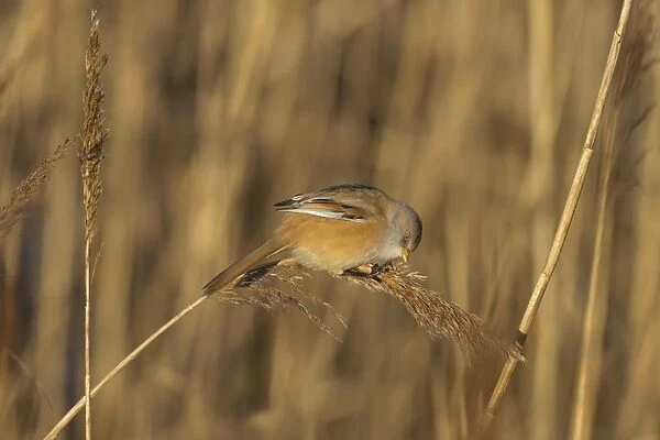 Bearded Tit (Panurus biarmicus) adult female, feeding on reed seeds, Cley Marshes Reserve, Cley-next-the-Sea, Norfolk