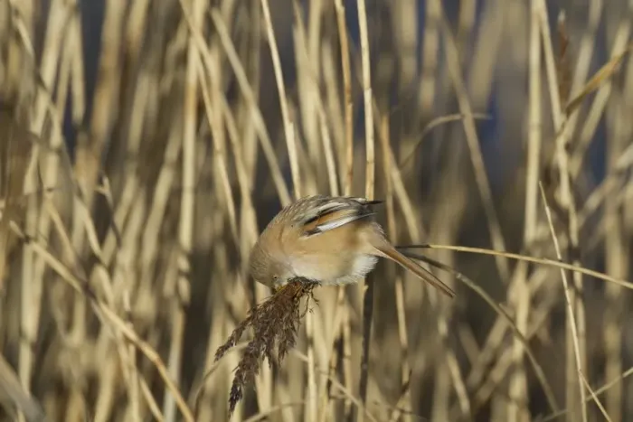 Framed Print : Bearded Tit (Panurus biarmicus) adult female, feeding on reed seeds, Cley Marshes Reserve, Cley-next-the-Sea, Norfolk Framed Print : Bearded Tit (Panurus biarmicus) adult female, feeding on reed seeds, Cley Marshes Reserve, Cley-next-the-Sea, Norfolk