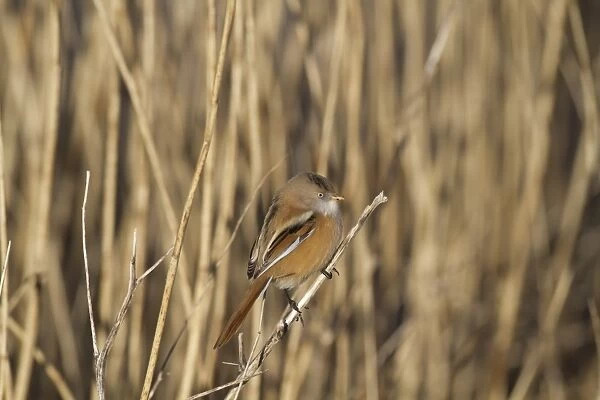 Bearded Tit (Panurus biarmicus) adult female, perched on stem in reedbed, Cley Marshes Reserve, Cley-next-the-Sea