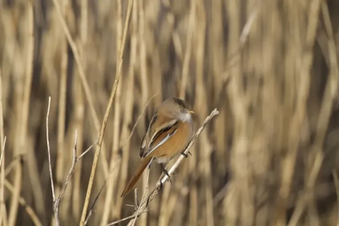 Framed Print : Bearded Tit (Panurus biarmicus) adult female, perched on stem in reedbed, Cley Marshes Reserve, Cley-next-the-Sea Framed Print : Bearded Tit (Panurus biarmicus) adult female, perched on stem in reedbed, Cley Marshes Reserve, Cley-next-the-Sea