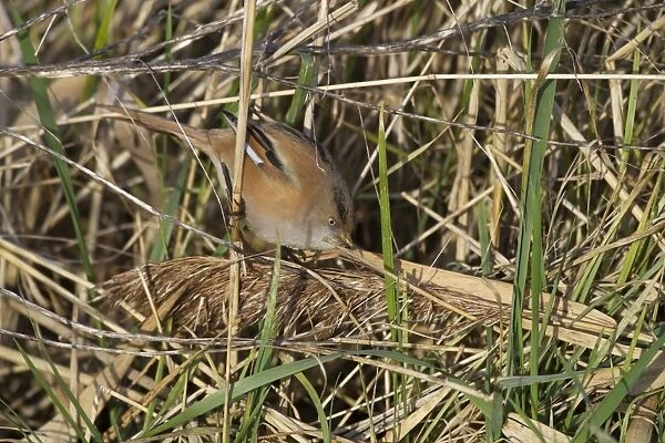 Bearded Tit (Panurus biarmicus) adult female, feeding on fallen reed seeds, Cley Marshes Reserve, Cley-next-the-Sea