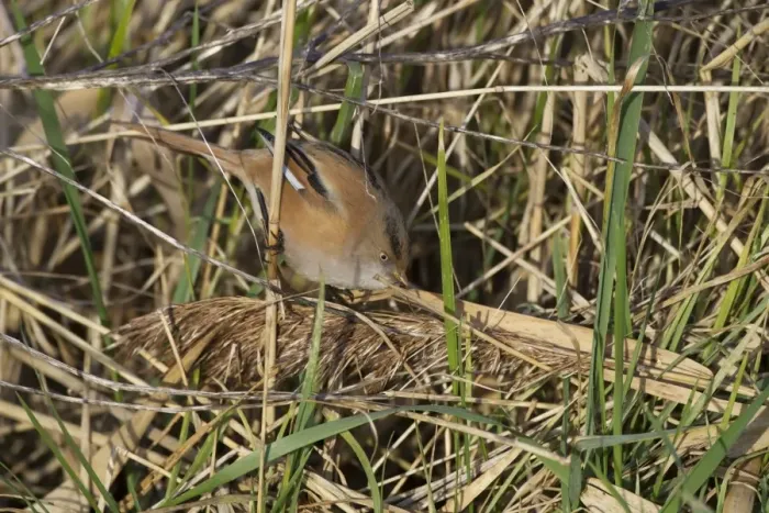 Framed Print : Bearded Tit (Panurus biarmicus) adult female, feeding on fallen reed seeds, Cley Marshes Reserve, Cley-next-the-Sea Framed Print : Bearded Tit (Panurus biarmicus) adult female, feeding on fallen reed seeds, Cley Marshes Reserve, Cley-next-the-Sea