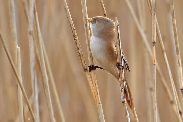 Bearded Tit (Panurus biarmicus) adult female, perched on reed stems in reedbed, Minsmere RSPB Reserve, Suffolk, England, march