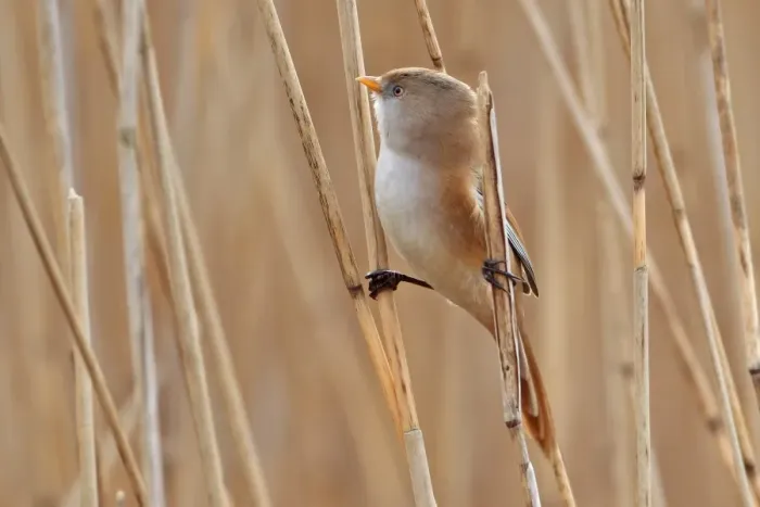 Framed Print : Bearded Tit (Panurus biarmicus) adult female, perched on reed stems in reedbed, Minsmere RSPB Reserve, Suffolk, England, march Framed Print : Bearded Tit (Panurus biarmicus) adult female, perched on reed stems in reedbed, Minsmere RSPB Reserve, Suffolk, England, march