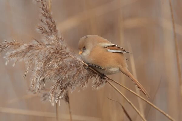 Bearded Tit (Panurus biarmicus) adult female, perched on reed stem, first ever example of species recorded in central