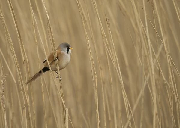 Bearded Tit (Panurus biarmicus) adult male, perched on reed stem, Norfolk, England, March