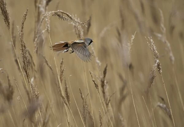 Bearded Tit (Panurus biarmicus) adult male, in flight, in reedbed, Norfolk, England, March