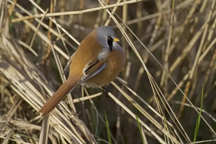Framed Print : Bearded Tit (Panurus biarmicus) adult male, perched on reed stem, Cley Marshes Reserve, Cley-next-the-Sea, Norfolk Framed Print : Bearded Tit (Panurus biarmicus) adult male, perched on reed stem, Cley Marshes Reserve, Cley-next-the-Sea, Norfolk
