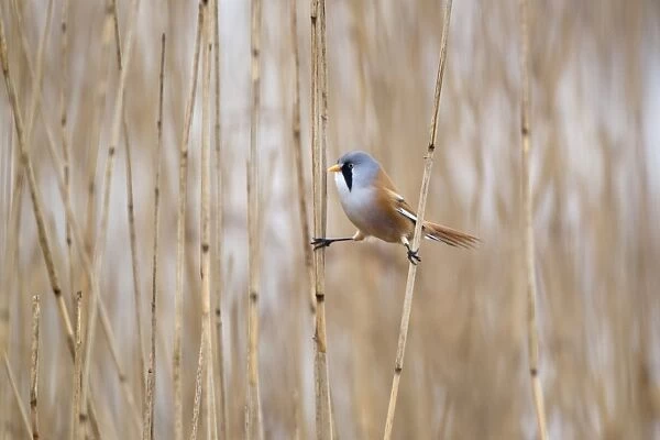 Bearded Tit (Panurus biarmicus) adult male, perched on reed stems in reedbed, Minsmere RSPB Reserve, Suffolk, England, april