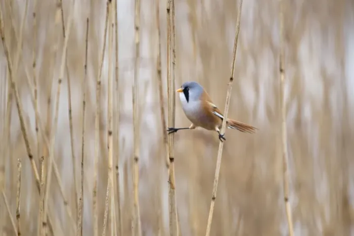 Framed Print : Bearded Tit (Panurus biarmicus) adult male, perched on reed stems in reedbed, Minsmere RSPB Reserve, Suffolk, England, april Framed Print : Bearded Tit (Panurus biarmicus) adult male, perched on reed stems in reedbed, Minsmere RSPB Reserve, Suffolk, England, april
