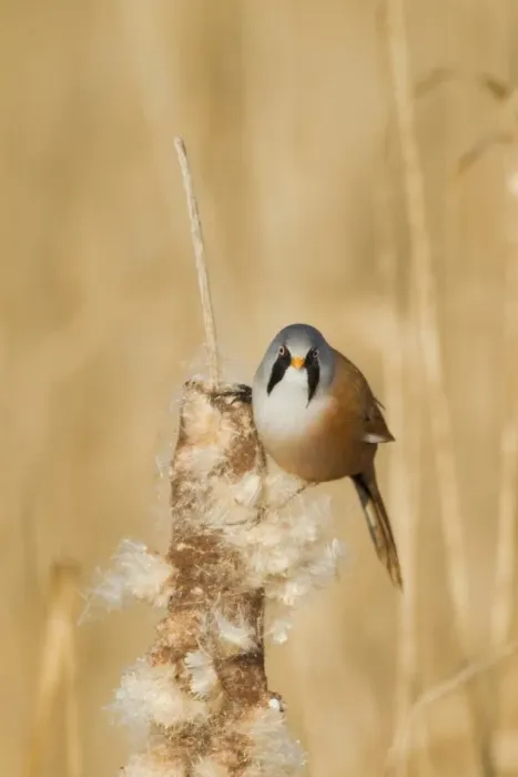 Framed Print : Bearded Tit (Panurus biarmicus) adult male, feeding on Reedmace (Typha sp. ) seeds in reedbed, Rainham Marshes RSPB Reserve, Thames Estuary, Essex, England, january