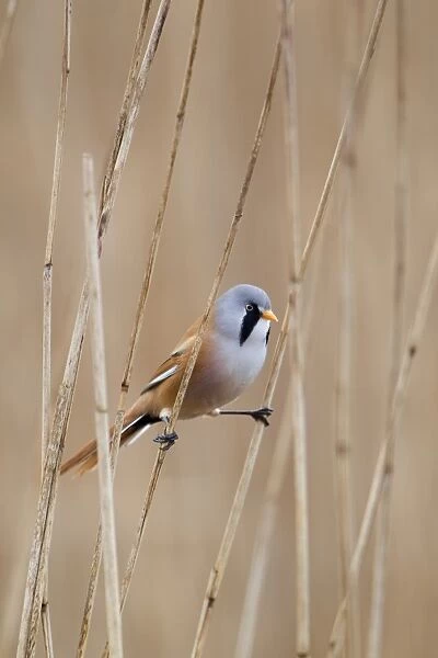 Bearded Tit (Panurus biarmicus) adult male, perched on reed stems in reedbed, Minsmere RSPB Reserve, Suffolk, England, april