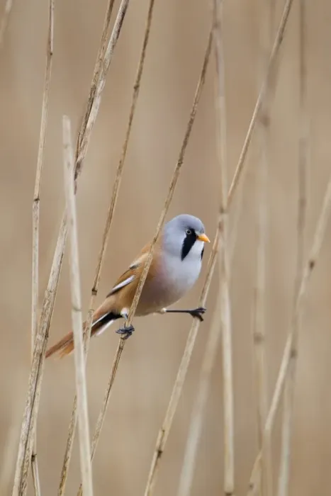 Framed Print : Bearded Tit (Panurus biarmicus) adult male, perched on reed stems in reedbed, Minsmere RSPB Reserve, Suffolk, England, april Framed Print : Bearded Tit (Panurus biarmicus) adult male, perched on reed stems in reedbed, Minsmere RSPB Reserve, Suffolk, England, april