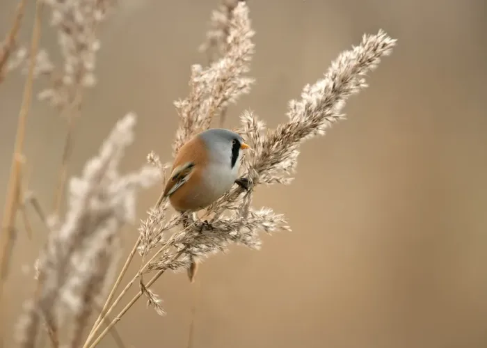 Framed Print : Bearded Tit (Panurus biarmicus) adult male, feeding on Common Reed (Phragmites communis) seeds, Sussex, England, winter Framed Print : Bearded Tit (Panurus biarmicus) adult male, feeding on Common Reed (Phragmites communis) seeds, Sussex, England, winter