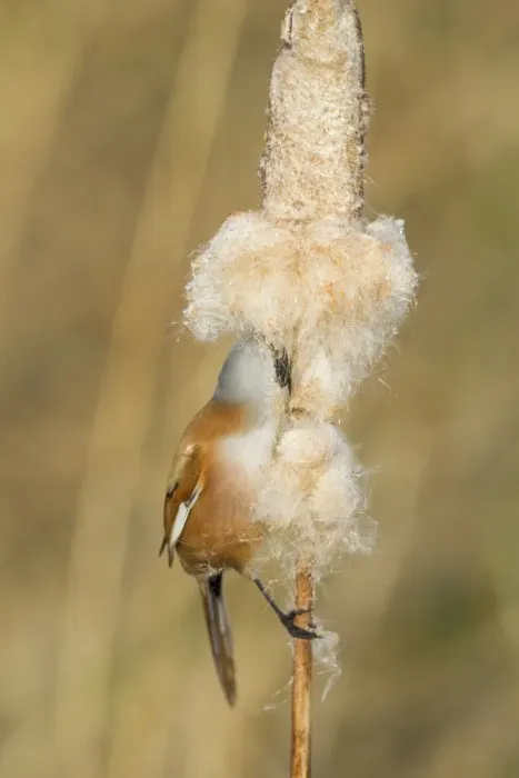 Framed Print : Bearded Tit (Panurus biarmicus) adult male, feeding on Reedmace (Typha sp. ) seeds in reedbed, Rainham Marshes RSPB Reserve, Thames Estuary, Essex, England, january Framed Print : Bearded Tit (Panurus biarmicus) adult male, feeding on Reedmace (Typha sp. ) seeds in reedbed, Rainham Marshes RSPB Reserve, Thames Estuary, Essex, England, january