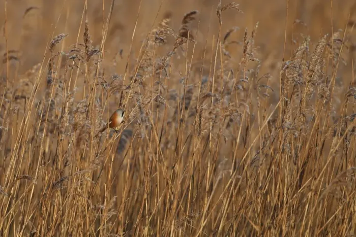 Framed Print : Bearded Tit (Panurus biarmicus) adult male, perched on reed stem in reedbed habitat, Norfolk, England, january Framed Print : Bearded Tit (Panurus biarmicus) adult male, perched on reed stem in reedbed habitat, Norfolk, England, january