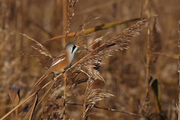 Bearded Tit (Panurus biarmicus) adult male, perched on reed stem in reedbed, Strumpshaw Fen RSPB Reserve, River Yare