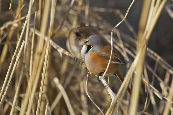 Bearded Tit (Panurus biarmicus) adult pair, with female preening male, Cley Marshes Reserve, Cley-next-the-Sea