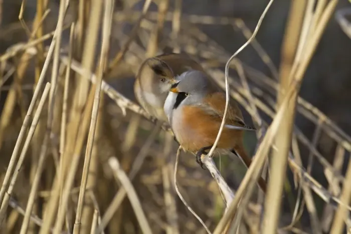 Framed Print : Bearded Tit (Panurus biarmicus) adult pair, with female preening male, Cley Marshes Reserve, Cley-next-the-Sea Framed Print : Bearded Tit (Panurus biarmicus) adult pair, with female preening male, Cley Marshes Reserve, Cley-next-the-Sea