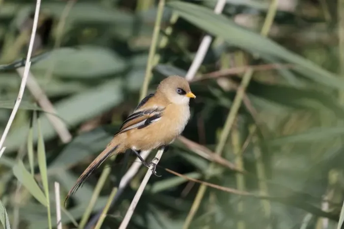 Framed Print : Bearded Tit (Panurus biarmicus) juvenile male, perched on reed stem, Sussex, England, August Framed Print : Bearded Tit (Panurus biarmicus) juvenile male, perched on reed stem, Sussex, England, August
