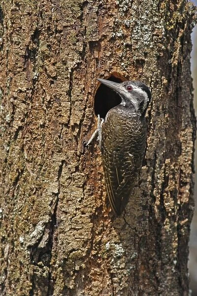 Bearded Woodpecker (Dendropicos namaquus) adult female, at nesthole in tree trunk, Kenya