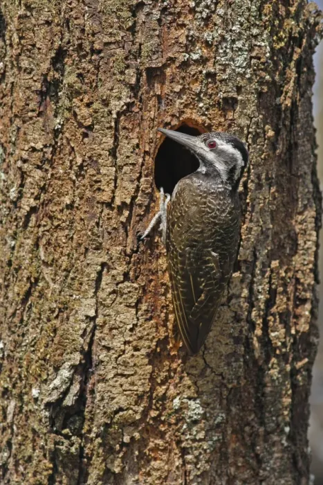 Framed Print : Bearded Woodpecker (Dendropicos namaquus) adult female, at nesthole in tree trunk, Kenya