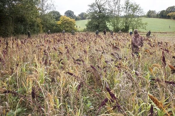 Beaters walking through Millet game crop and cover to flush Pheasants towards the guns