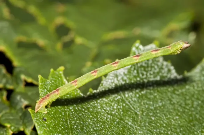 Framed Print : Beautiful Carpet (Mesoleuca albicillata) caterpillar, clamped onto leaf, Brede High Woods, West Sussex, England Framed Print : Beautiful Carpet (Mesoleuca albicillata) caterpillar, clamped onto leaf, Brede High Woods, West Sussex, England