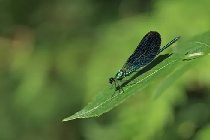 Framed Print : Beautiful Demoiselle (Calopteryx virgo meridionalis) adult male, resting on leaf, Brittany, France, August Framed Print : Beautiful Demoiselle (Calopteryx virgo meridionalis) adult male, resting on leaf, Brittany, France, August