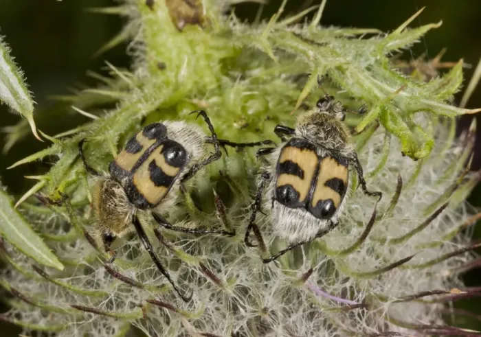 Framed Print : Bee Beetle (Trichius fasciatus) two adults, feeding on woolly thistle flowerhead, France, August Framed Print : Bee Beetle (Trichius fasciatus) two adults, feeding on woolly thistle flowerhead, France, August