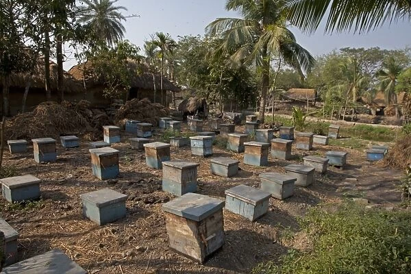 Bee keeping, Asian Honey Bee (Apis cerana) hives, Sundarbans, Ganges Delta, West Bengal, India, March