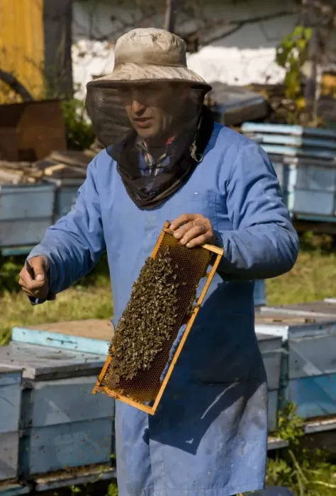 Framed Print : Bee keeping, beekeeper examing frame, amongst hives in old Saxon village, Mesendorf, Transylvania, Romania, october