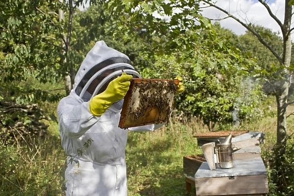 Bee keeping, beekeeper inspecting Western Honey Bee (Apis mellifera) workers, on frame from hive