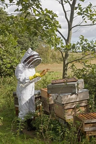 Bee keeping, beekeeper inspecting Western Honey Bee (Apis mellifera) workers, on frame from hive, Suffolk, England
