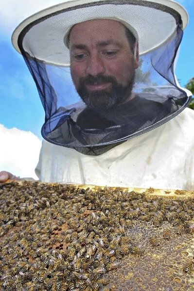 Bee keeping, beekeeper inspecting Western Honey Bees (Apis mellifera) on frame from hive, Italy, summer