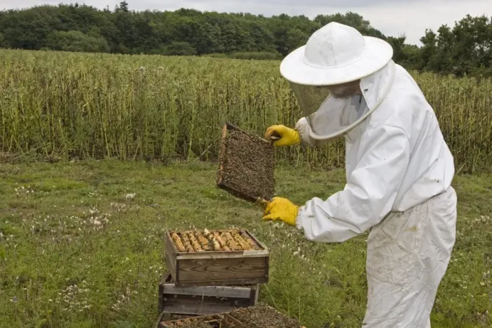 Framed Print : Bee keeping, beekeeper inspecting Western Honey Bees (Apis mellifera) on frame from hive, Norfolk, England, july