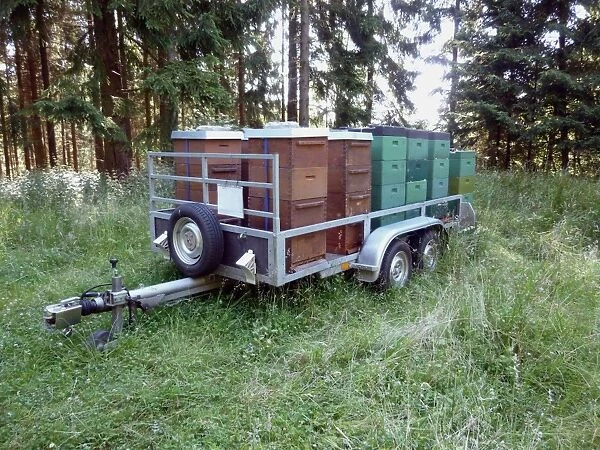 Bee keeping, Western Honey Bee (Apis mellifera) hives on trailer in forest, Hurtgen Forest, North Rhine-Westphalia