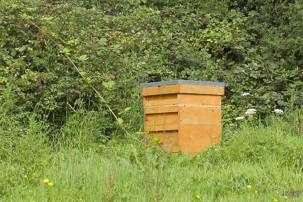 Bee keeping, Western Honey Bee (Apis mellifera) hive in garden, Essex, England, august