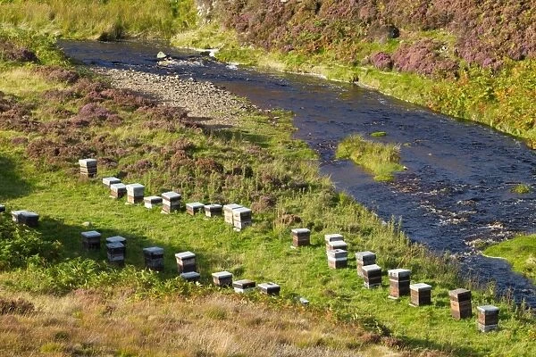 Bee keeping, Western Honey Bee (Apis mellifera) hives amongst heather at edge of river, Lammermuir Hills