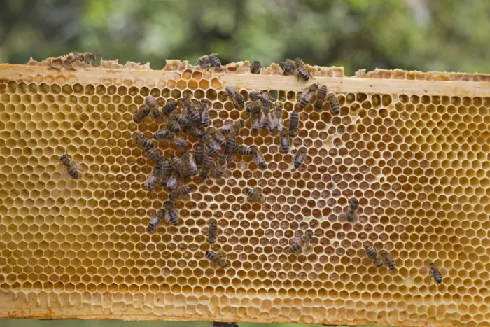 Framed Print : Bee keeping, Western Honey Bee (Apis mellifera) workers, on honey filled frame from hive, Suffolk, England, september