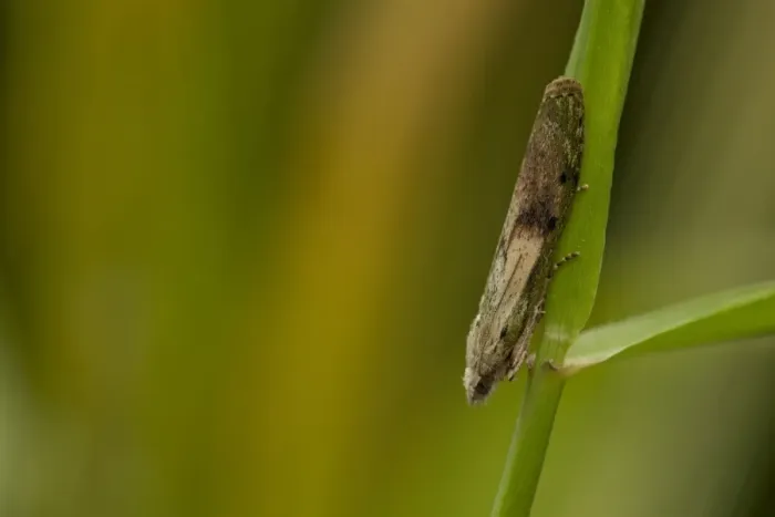 Framed Print : Bee Moth (Aphomia sociella) adult, resting on grass, Sheffield, South Yorkshire, England, July Framed Print : Bee Moth (Aphomia sociella) adult, resting on grass, Sheffield, South Yorkshire, England, July