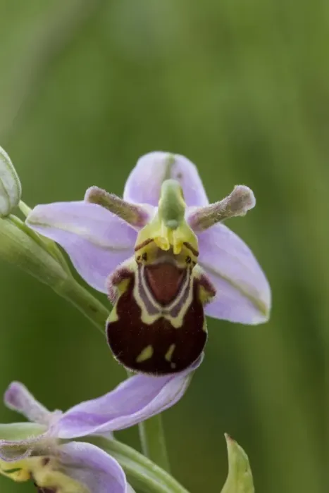 Framed Print : Bee Orchid flowering head